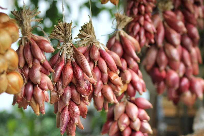 Comment installer un arrosage automatique pour petit potager en 2026