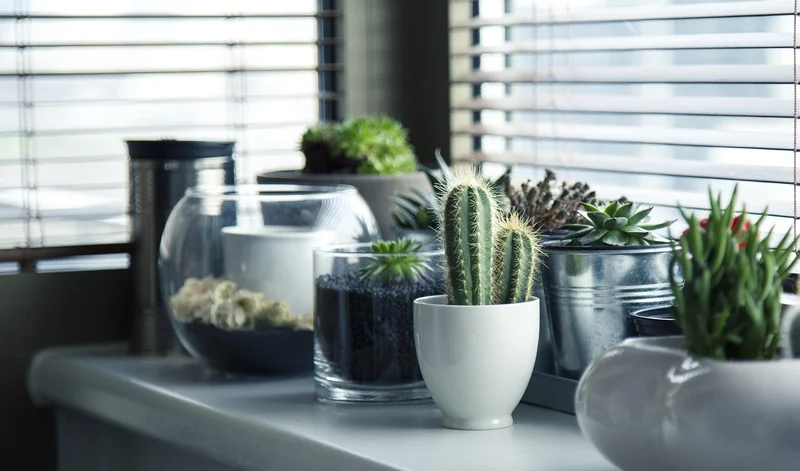 Les meilleures plantes d’intérieur pour décorer votre espace