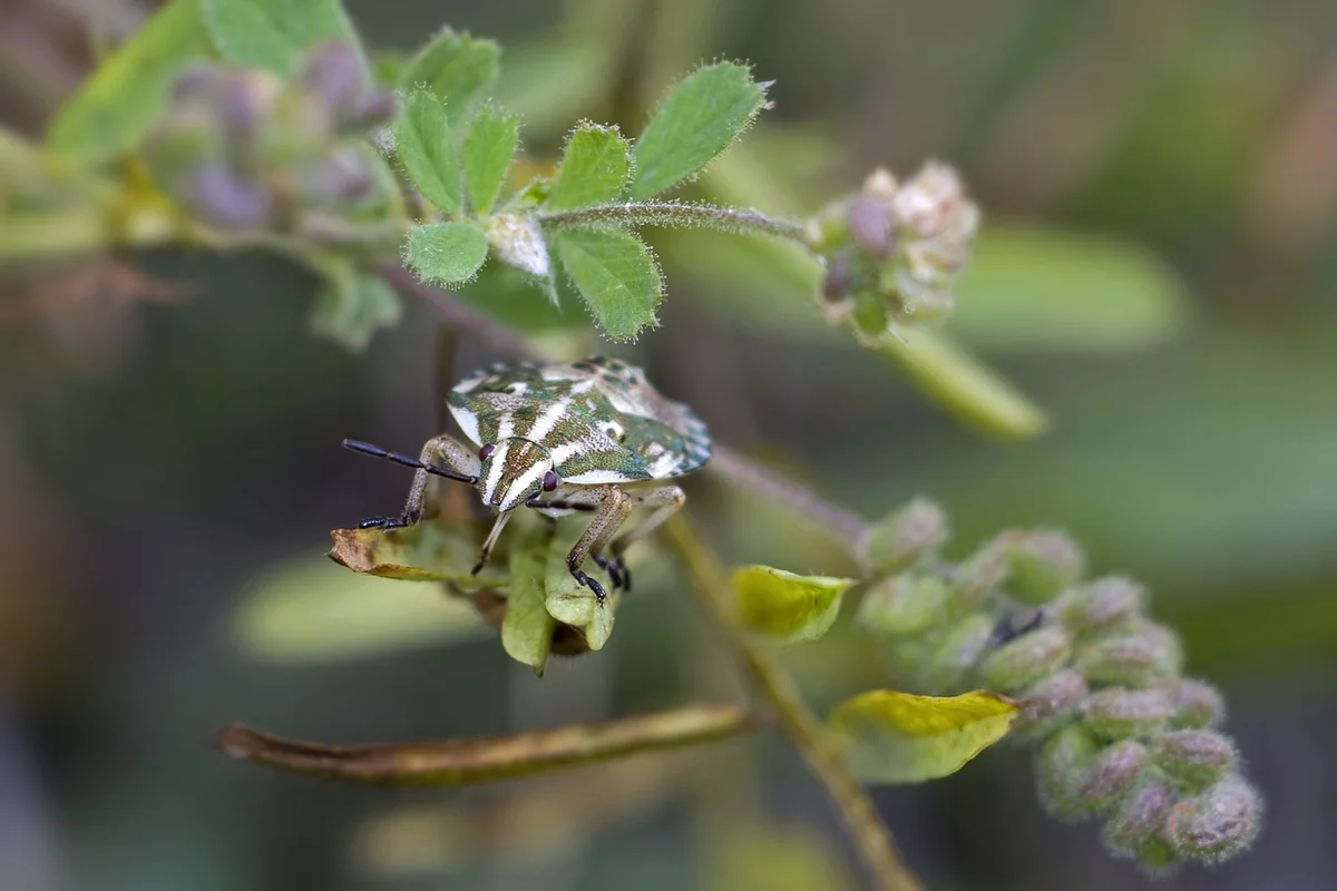 Quels insectes piquent la nuit : guide complet pour les identifier en 2026